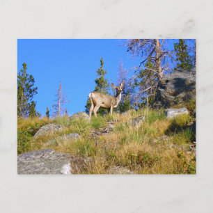Carte Postale Cerf des Montagnes Rocheuses