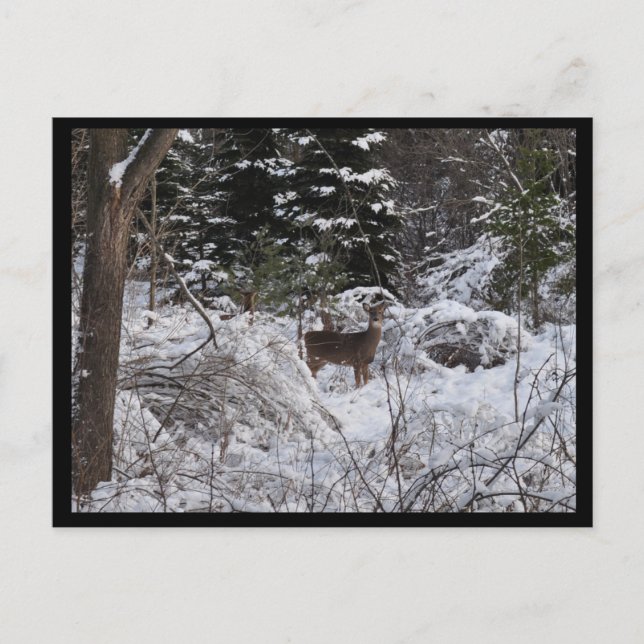 Carte Postale Cerf d'hiver (Devant)