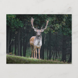 Carte Postale Cerf en jachère