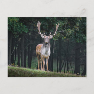 Carte Postale Cerf en jachère