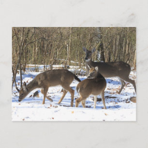 Carte postale - Cerf en neige