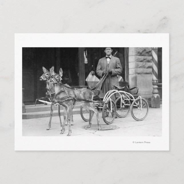 Carte Postale Cerf entraîné attelé à un Odd Sleigh sur roue (Devant)