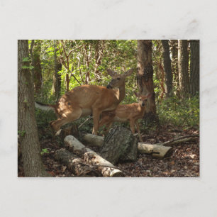 Carte Postale Cerf et Biche au Parc National de Shenandoah