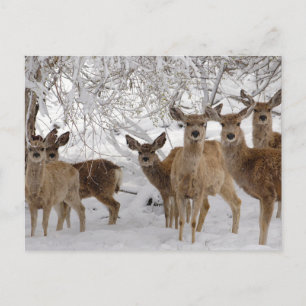 Carte Postale Cerf Mule Wyoming