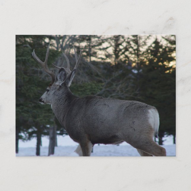 Carte Postale Cerf mulet mâle D8 (Devant)