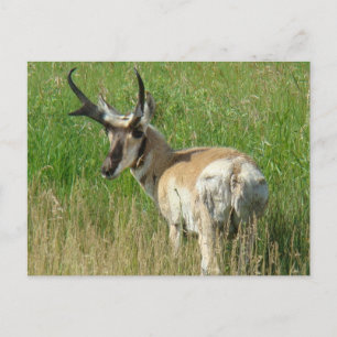 Carte Postale Cerf pronghorn A35