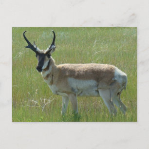 Carte Postale Cerf pronghorn A36
