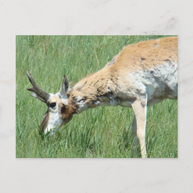 Carte Postale Cerf pronghorn mâle broutant (Devant)