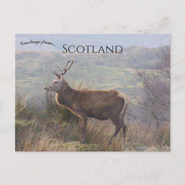 Carte Postale Cerf rouge à Islay Écosse (Devant)