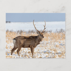 Carte Postale Cerf Sika dans un champ enneigé   Japon