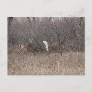 Carte Postale Cerfs de Virginie D2 Printemps en Peupliers