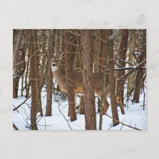 Carte Postale Cerfs en forêt en hiver
