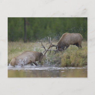 Carte Postale Cerfs mâles se battant, Parc national de Yellowsto