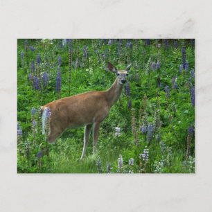 Carte Postale Cerfs parmi les lupins