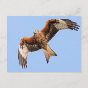 Carte Postale Cerfs-volants rouges