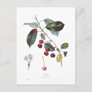 Carte Postale Cerise (Prunus cerasus)