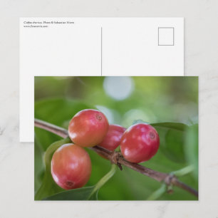 Carte Postale Cerises de café