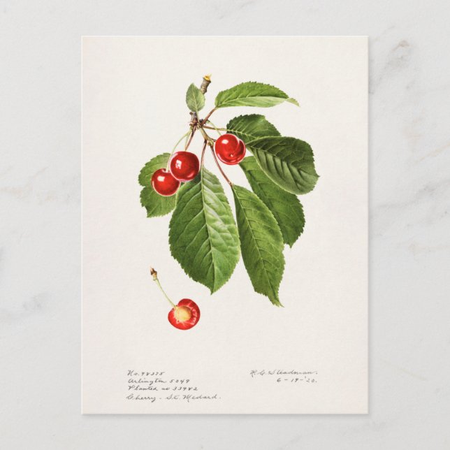 Carte Postale Cerises (Prunus Avium) Aquarelle de fruits Peintur (Devant)