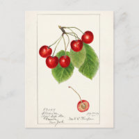 Cerises (Prunus Avium) Aquarelle de fruits Peintur