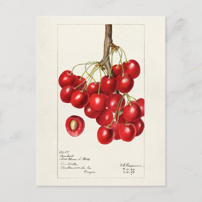 Carte Postale Cerises (Prunus Avium) Aquarelle de fruits Peintur (Devant)