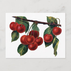 Carte Postale Cerises Rouges