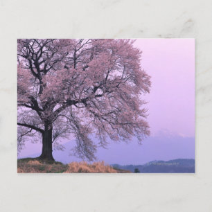 Carte Postale Cerisier