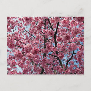 Carte Postale Cerisier en Fleurs : Japon
