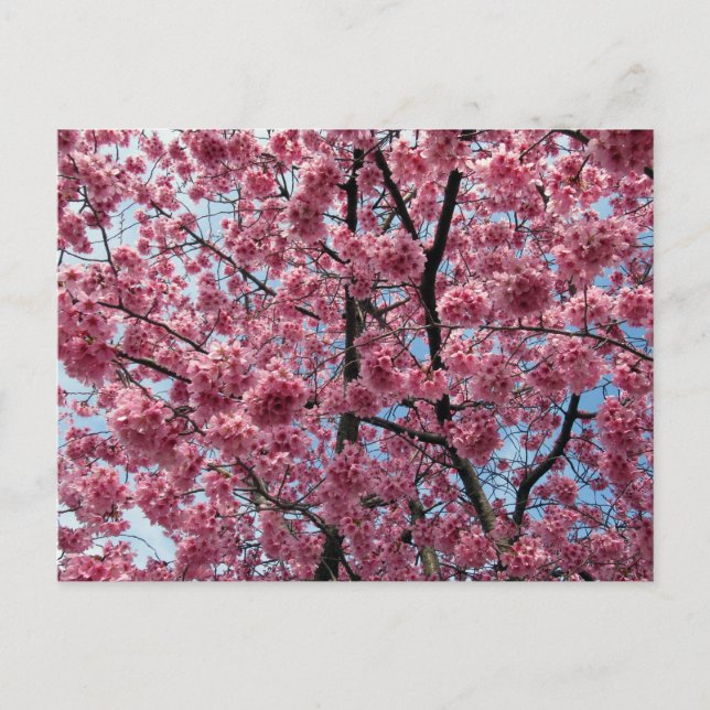 Carte Postale Cerisier en fleurs : Japon (Devant)