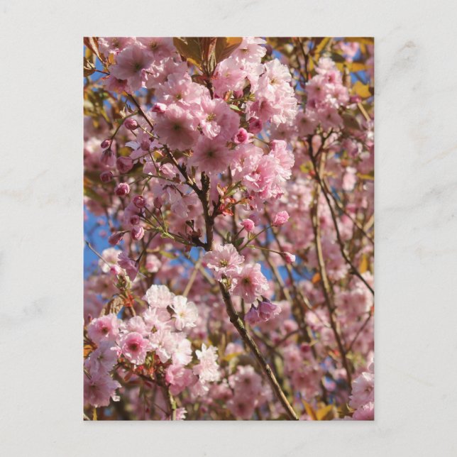 Carte Postale Cerisier Rose de Printemps (Devant)