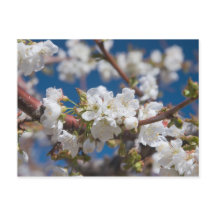 Cerisiers en fleurs