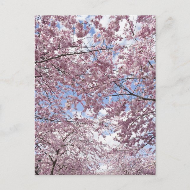 Carte Postale Cerisiers en fleurs (Devant)