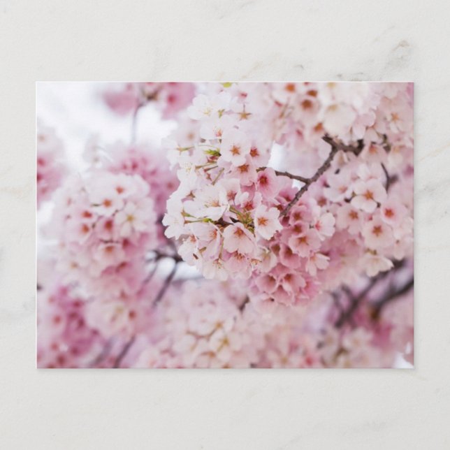 Carte Postale Cerisiers en fleurs (Devant)