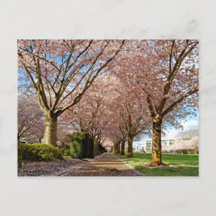 Carte postale Cerisiers en fleurs et écureuil de S