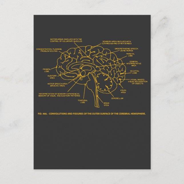 Carte Postale Cerveau d'anatomie humaine vintage (Devant)