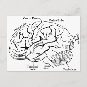 Carte Postale Cerveau humain