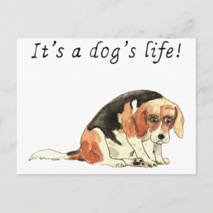 Carte Postale C'est la vie d'un chien Drôle mignon Beagle chien 