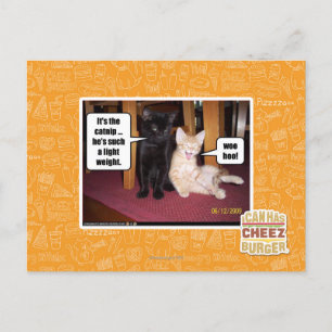 Carte Postale C'est le catnip