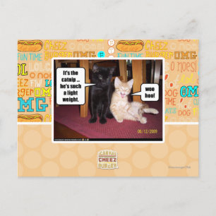Carte Postale C'est le catnip