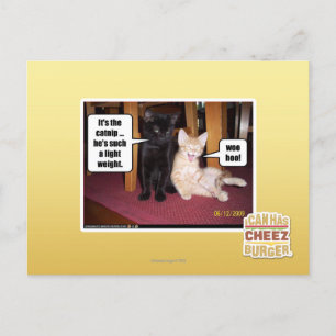 Carte Postale C'est le catnip