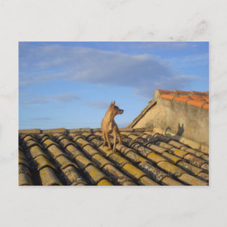 Carte Postale C'est quoi ça là-bas.