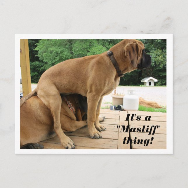 Carte Postale C'est un truc "Mastiff" ! chiens malins anglais Ma (Devant)