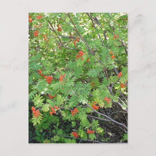 Carte Postale Cet arbre s'appelle Rowan en anglais (scientifique (Devant)