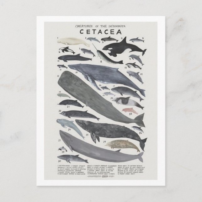 Carte Postale Cétacés (Devant)