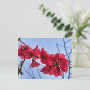 Carte Postale Chaenomeles speciosa