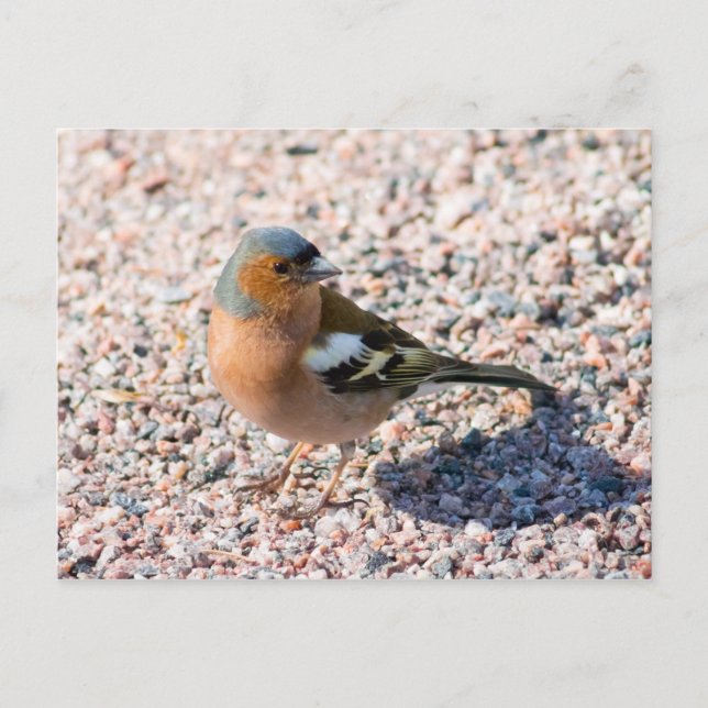 Carte Postale Chaffe (Devant)
