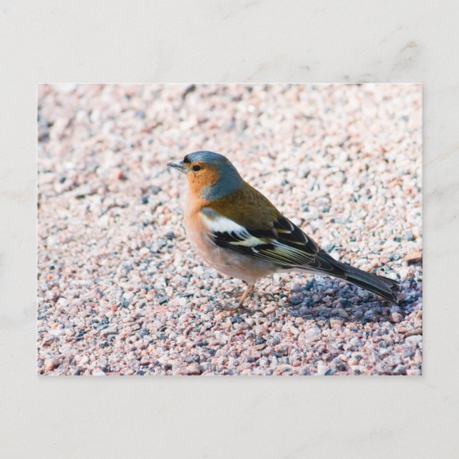 Carte Postale Chaffe (Devant)