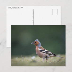 Carte Postale Chaffinch Bird Nature Photo