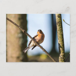 Carte Postale Chaffinch sur branche
