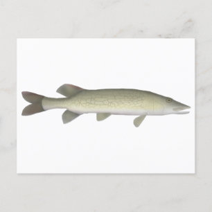 Carte Postale Chaîne Pickerel