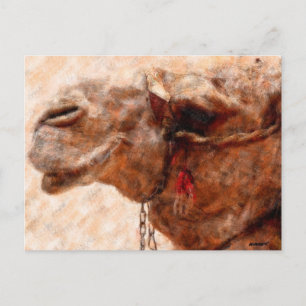 Carte Postale chameau